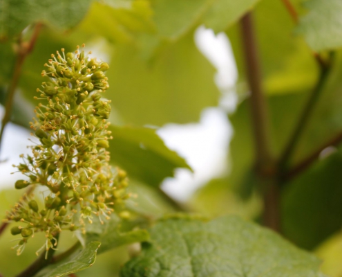 weingut ernst wittlingen baden geschein