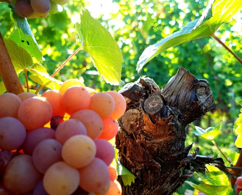 weingut ernst wittlingen baden herbststimmung 2