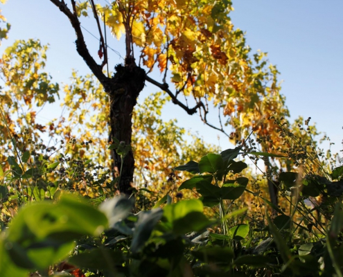 weingut ernst wittlingen baden herbststimmung