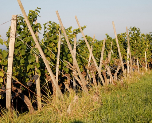 weingut ernst wittlingen baden rebberg