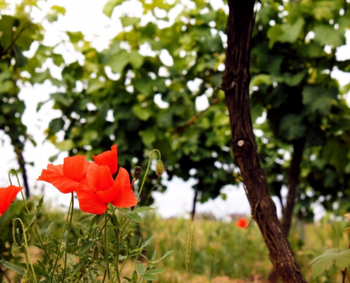 weingut ernst wittlingen baden rebberg mohnblüte