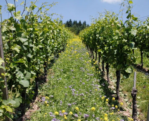 weingut ernst wittlingen baden rebberg blumen 2