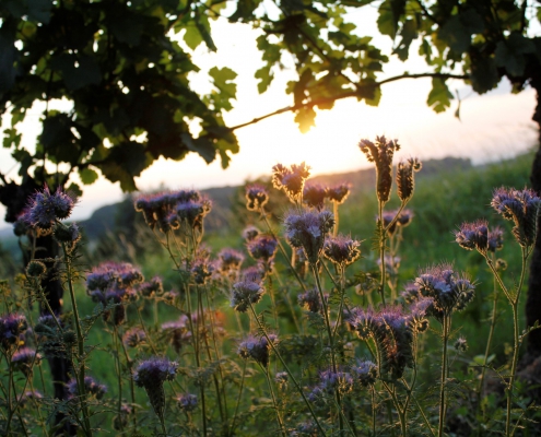 weingut ernst wittlingen baden rebberg blumen 3