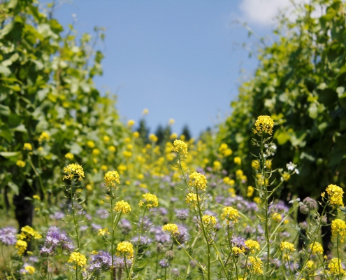 weingut ernst wittlingen baden rebberg blumen