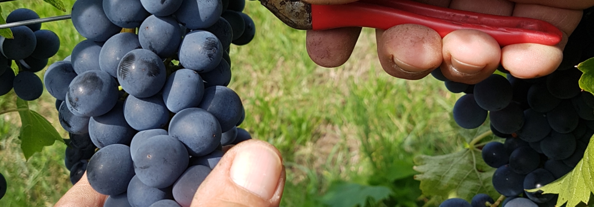 weingut ernst wittlingen baden erntebeginn frische trauben