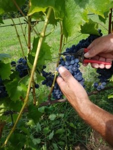 weingut ernst wittlingen baden erntebeginn frische trauben 2