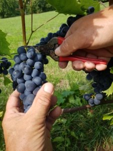 weingut ernst wittlingen baden erntebeginn frische trauben