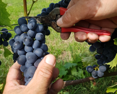 weingut ernst wittlingen baden erntebeginn frische trauben