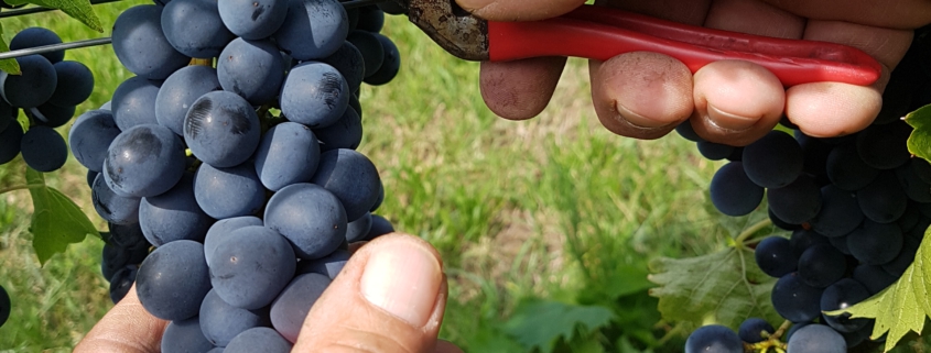 weingut ernst wittlingen baden erntebeginn frische trauben